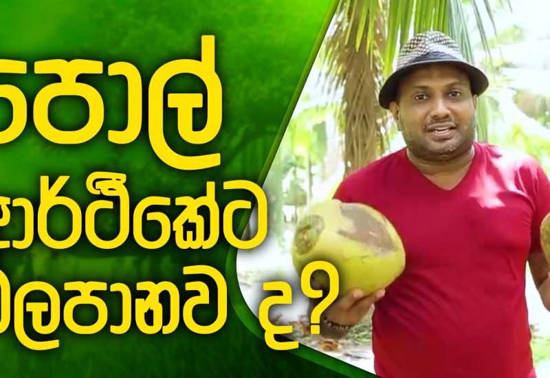 Does coconut affect the economy? | MaaBima